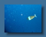 Helengeli 265